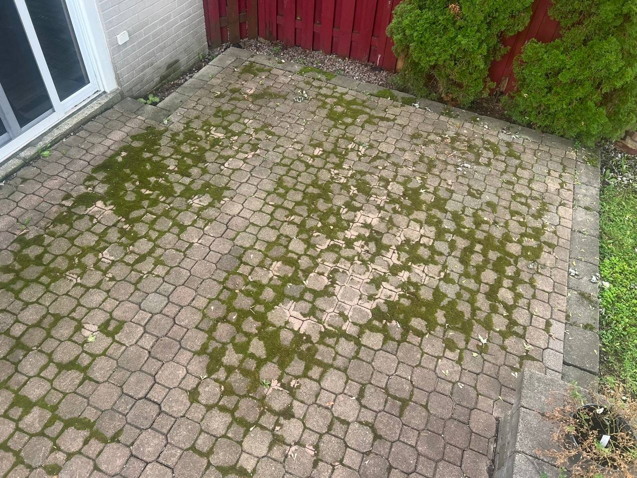 Paver patio covered in moss and algae before Summit Pine service
