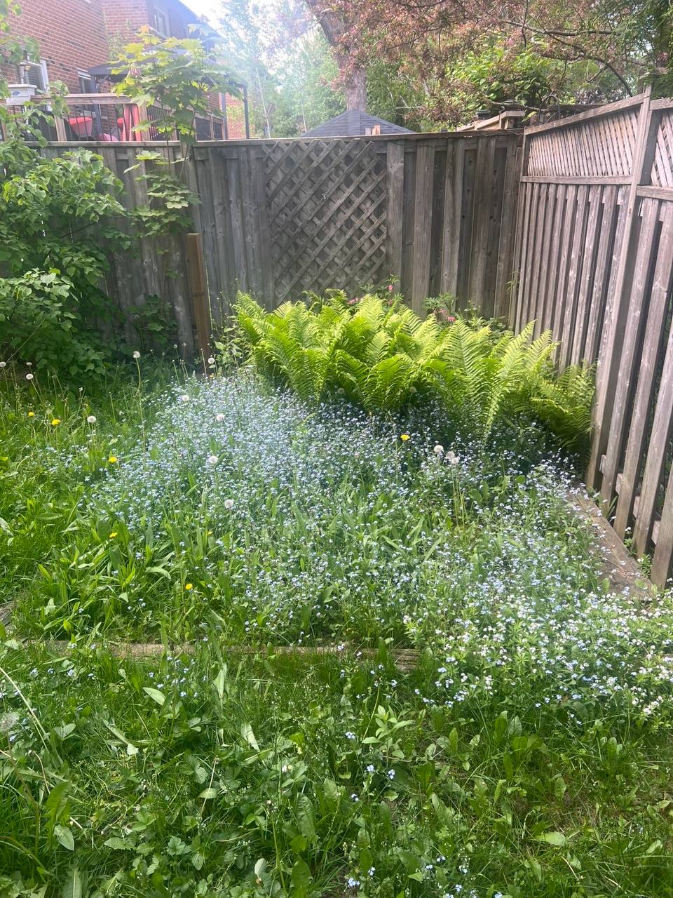 Overgrown, weedy corner of the yard before Summit Pine service