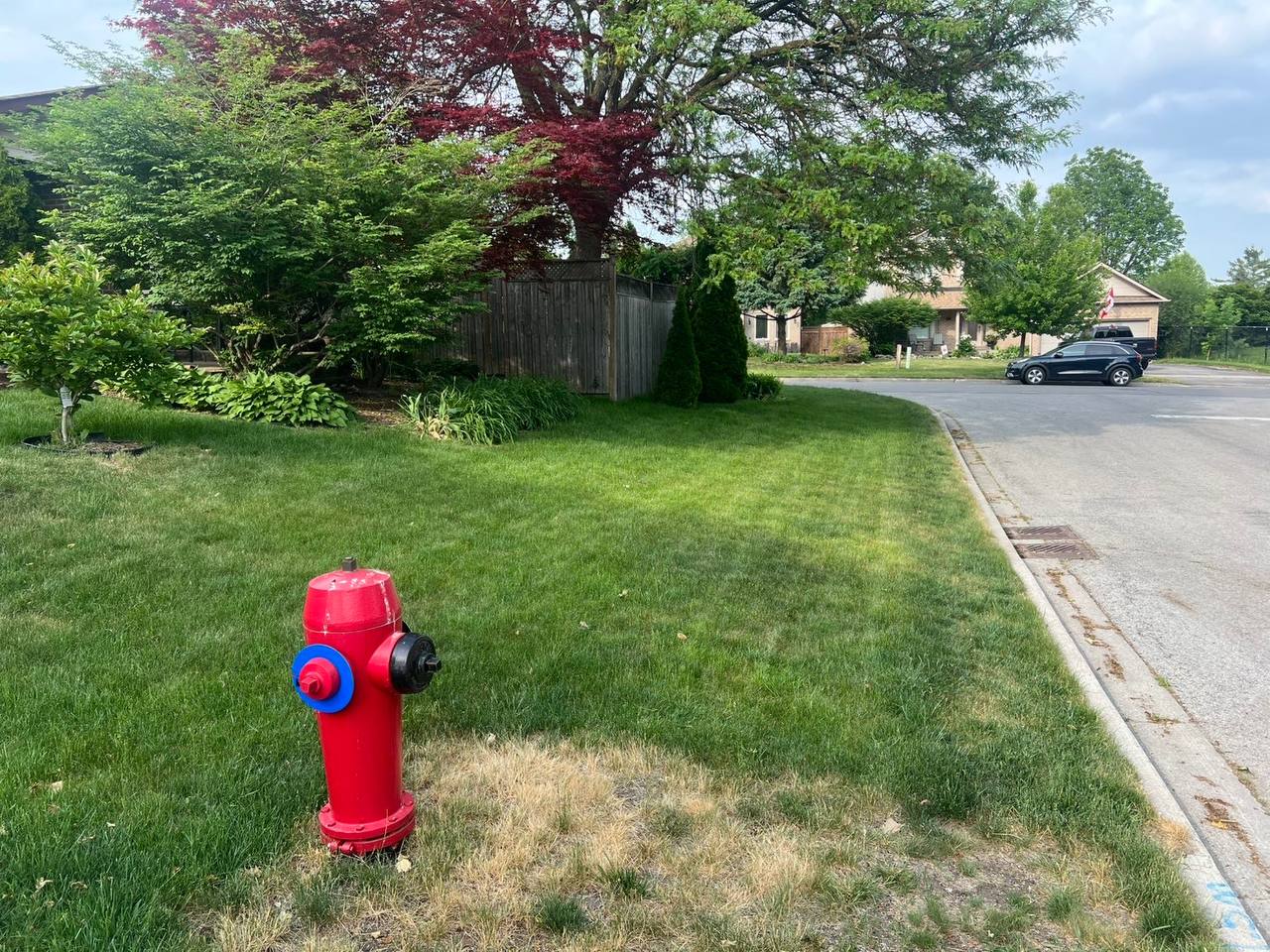 Unmowed, patchy lawn before Summit Pine service